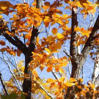 Stephen Butler - Lazy Day