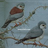 Shearwater - Thieves