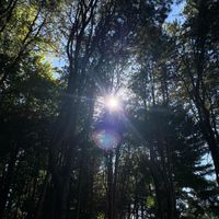 Stephen Butler - Forest Walk