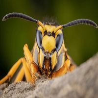 Jorry - The Wasps Are Coming