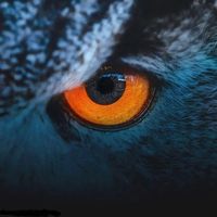 ZAS - wild eyes (Explicit)