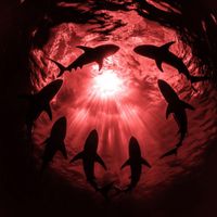 CHAN. - SHARKS! (77th Frequency Remix)
