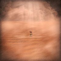 JOY - A Flower in the Sandstorm