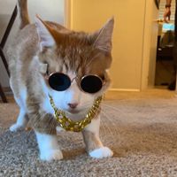 KYLER - No Fuccs (Explicit)