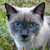 The International Style - Leo