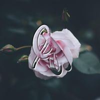 Bleu - Darling