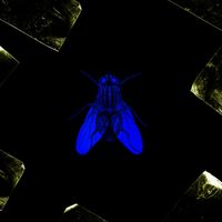 Cas - ft1.5 (Explicit)