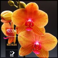 Shabboo Harper - Nostalgia