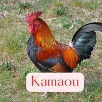 Kama - Kamaou