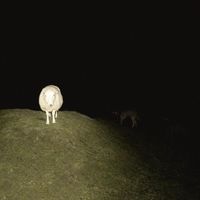 WATSON - TV DINNER (feat. Larry June) (Explicit)