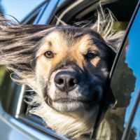 Mark V Bisson - My Dog, Bud