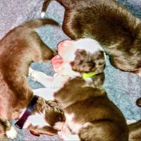 Scorpius - Etero (Explicit)