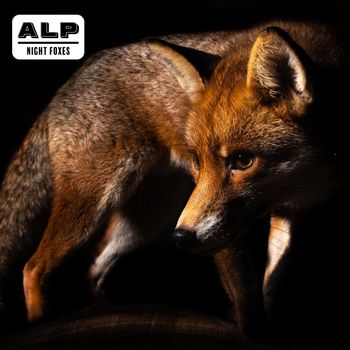 ALP - Night Foxes
