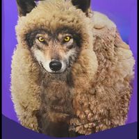 DJ Flash - A Wolf In Sheep’s Clothing
