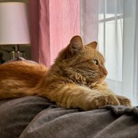 Kermit - Kermit the Cat Purring (Explicit)