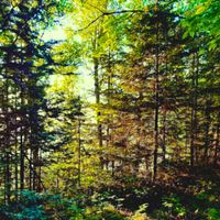 Kilometre Club - Forest Light