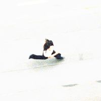 geo - RUSHIN' (Explicit)