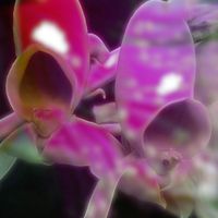 Daniel Haaksman - Flora (Baile Funk Mix)