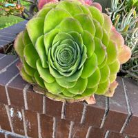 JQ - Bouquet Para Ti