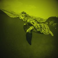 Manya - Caretta Caretta