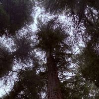 Europa - Gratitude