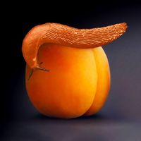 Murphy's Law - Trumplä