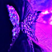 DARKNESS - Eternal Butterfly Krush