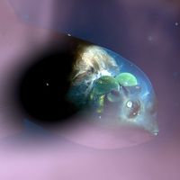 Daniel Haaksman - Fauna