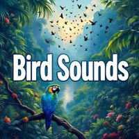 Nature Bird Sounds - Bird Sounds