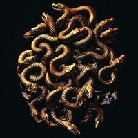 Mt. Eden - Reptile