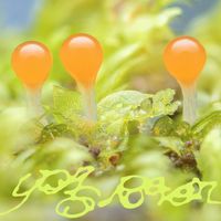 Yas Reven - Bolle