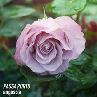 Passa Porto - Angoscia