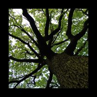 Broad Oak - Broad Oak