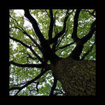 Broad Oak - Broad Oak
