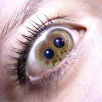 Lark - monks (Explicit)