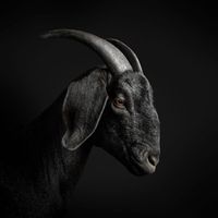 AD1 - NEVER LOSE (Edit [Explicit])
