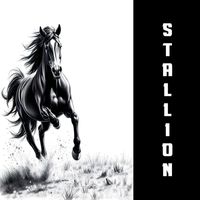 Stallion - Old Fashioned Boy