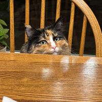 Carlton - Danielle (Explicit)