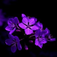Deep House - Flowers
