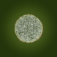 Dolph - Slomo Sapiens