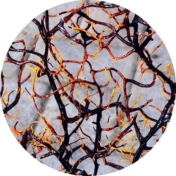 Norberto Lusso - False Pulsating