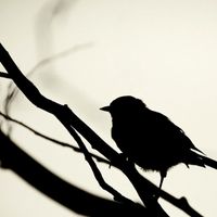 dRed - A Very Aviary