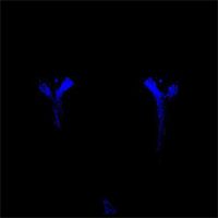 kole - Constant Fear Of Fading