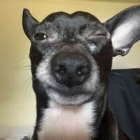 Sebastian - Bark (Single)