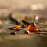Frédéric Marchand - Autumn leaves