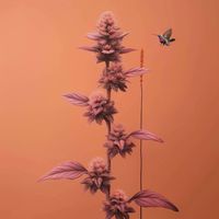 A.Fruit - Hummingbird Moth