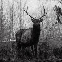 Waldeinsamkeit - Waldeinsamkeit