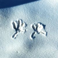 Lost and Found - Variegate vomit (unmastered)