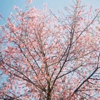 Naiara Costa Da Silva - تدفق التركيز