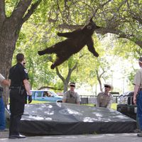 Grizzly - Clara